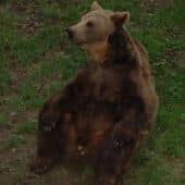 изображение медведя