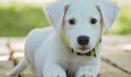 Словацкие полицейские хоронят щенка, выброшенного из окна