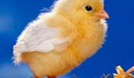 Медицинское страхование для детей в Словакии 2017